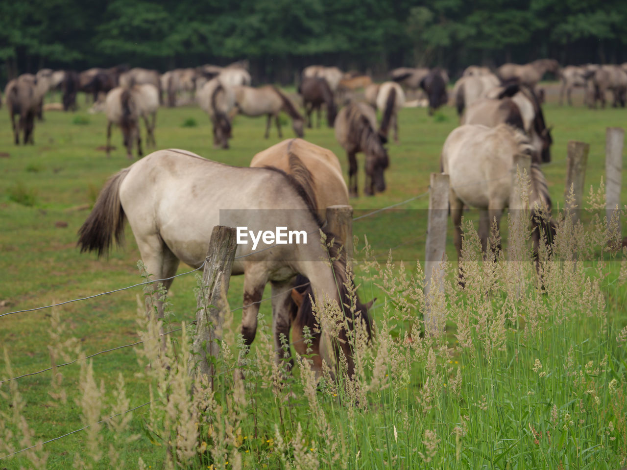 Wild horses in germany