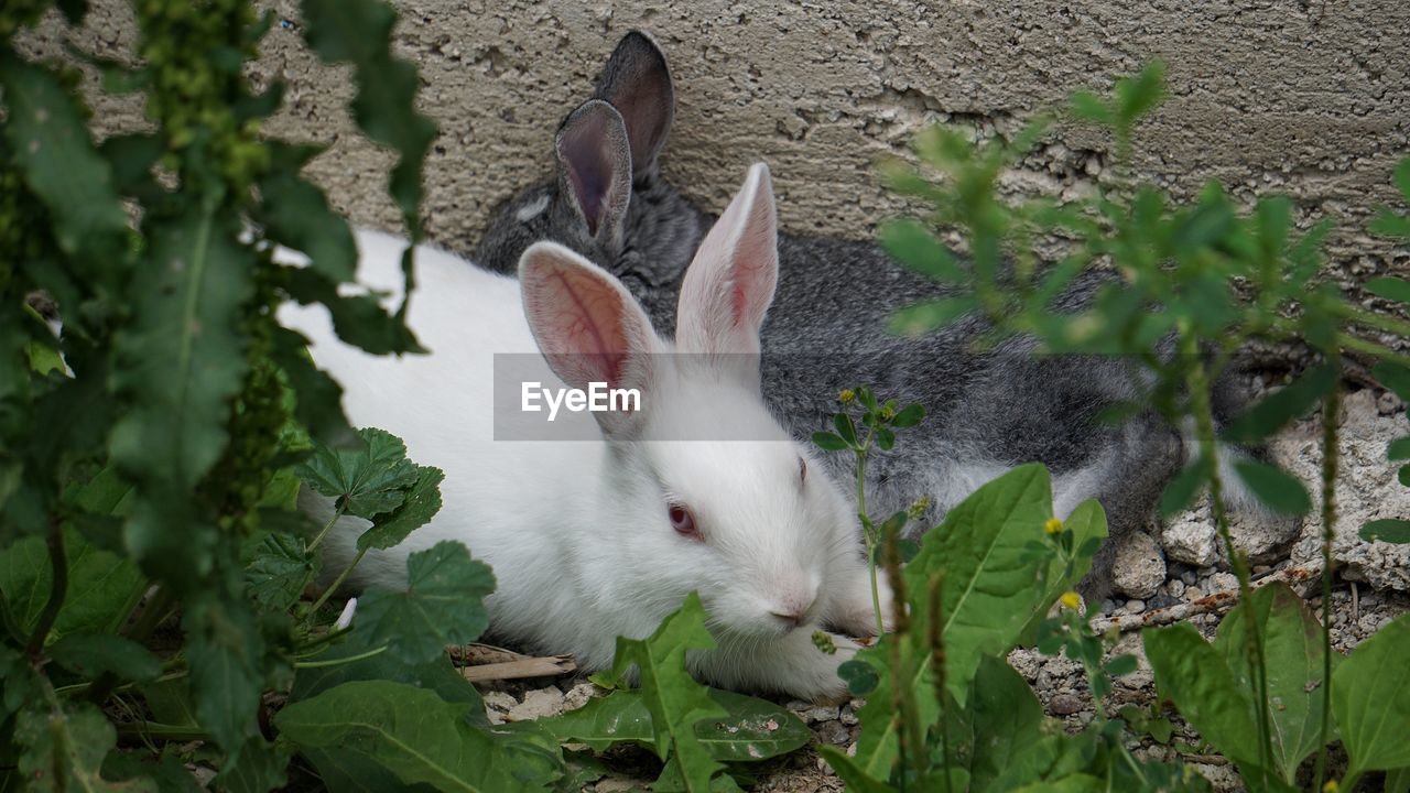 Close-up of a bunny