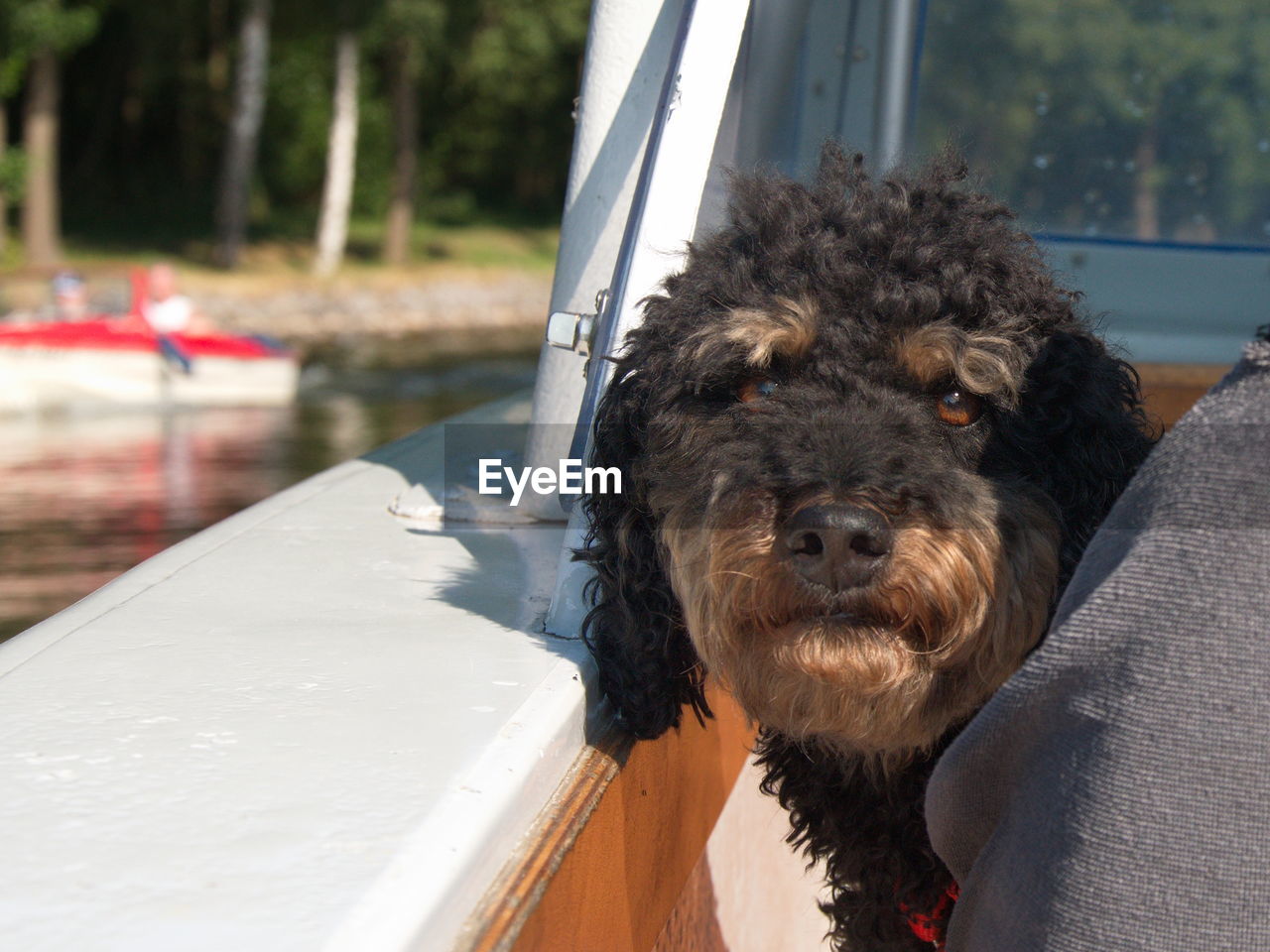 CLOSE-UP OF DOG IN CAR