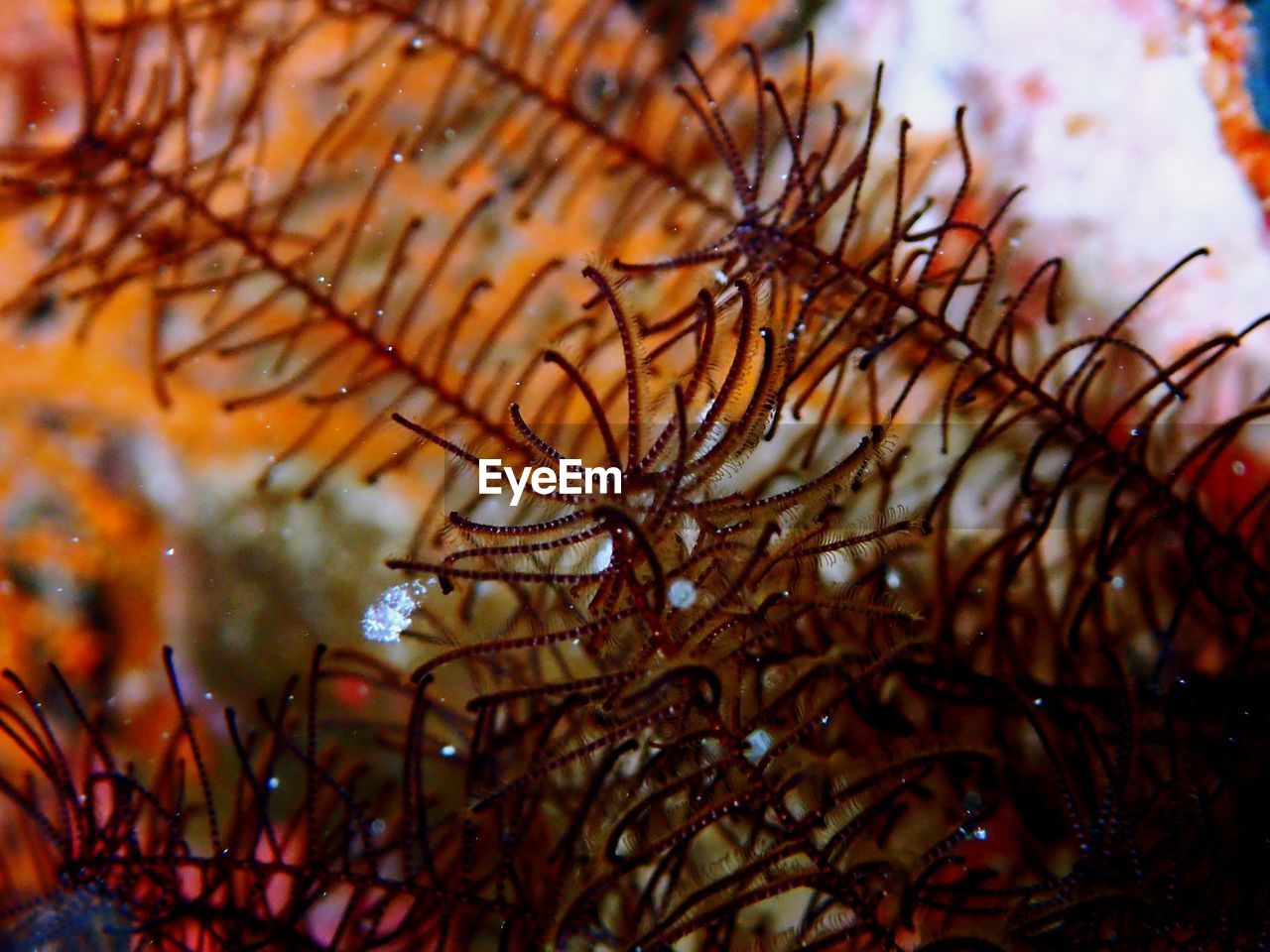 Close-up of plants in sea