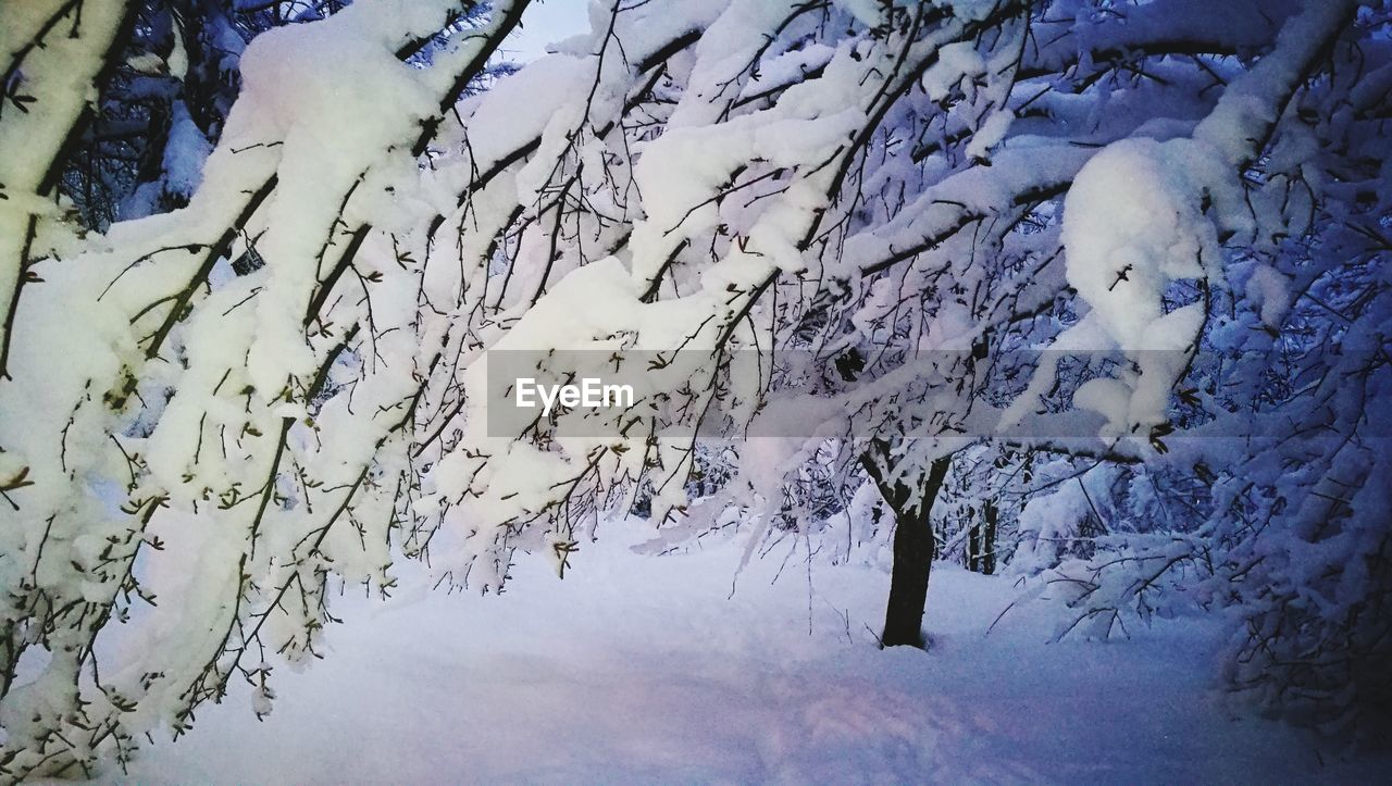 CLOSE-UP OF SNOW COVERED TREE