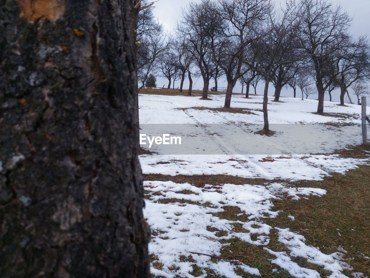 TREES ON SNOWY LANDSCAPE AGAINST SKY