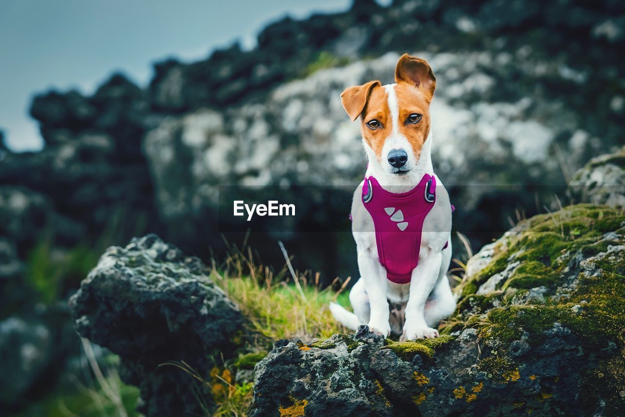 Tsunami the jack russell terrier dog posing in a volcanic rock landscape on mount etna, sicily