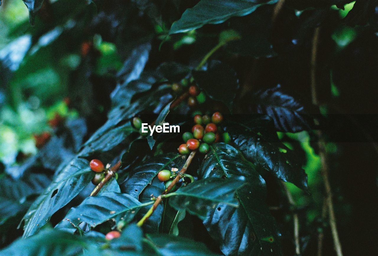 CLOSE-UP OF BERRY FRUITS ON TREE