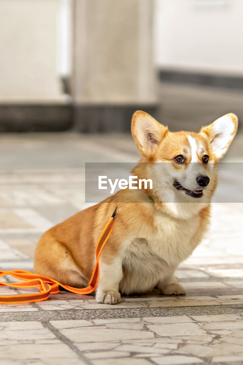 Close-up portrait of corgi dog