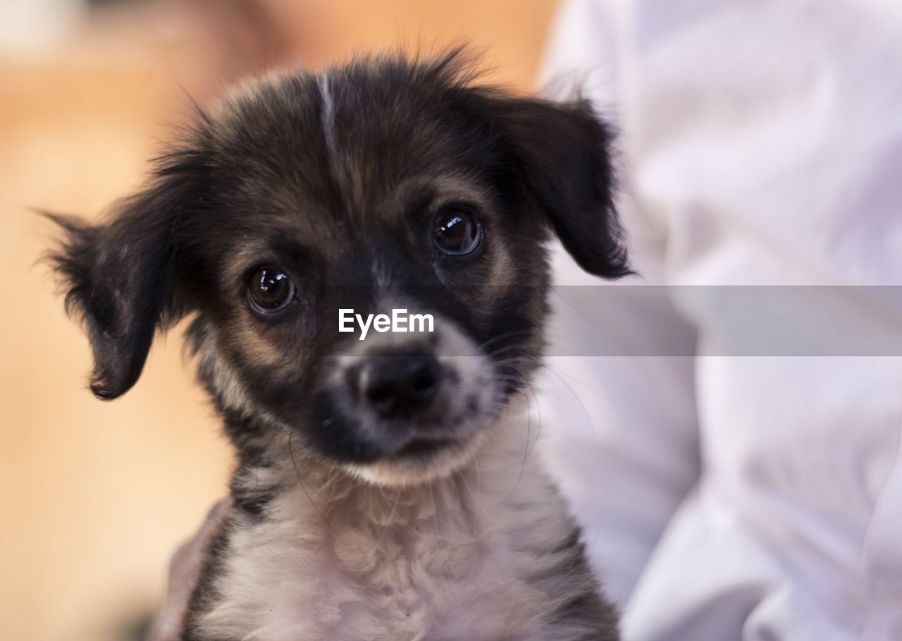 Close-up portrait of puppy