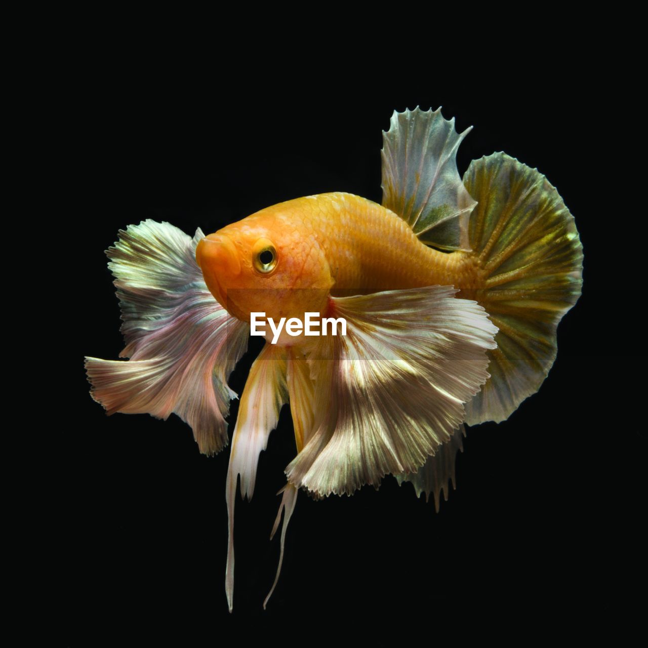 animal, animal themes, black background, goldfish, fish, animal wildlife, one animal, water, sea, swimming, wildlife, yellow, studio shot, flower, nature, underwater, pet, indoors, no people, transparent, sea life, aquarium, domestic animals, marine, close-up, macro photography, animal body part, fish tank, cut out