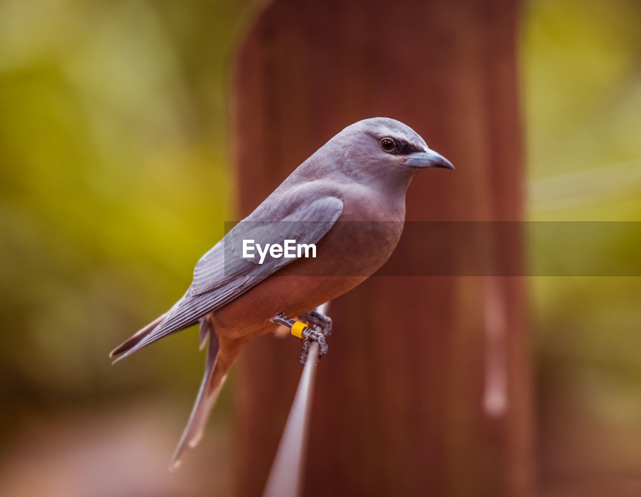 Close-up of bird perching outdoors