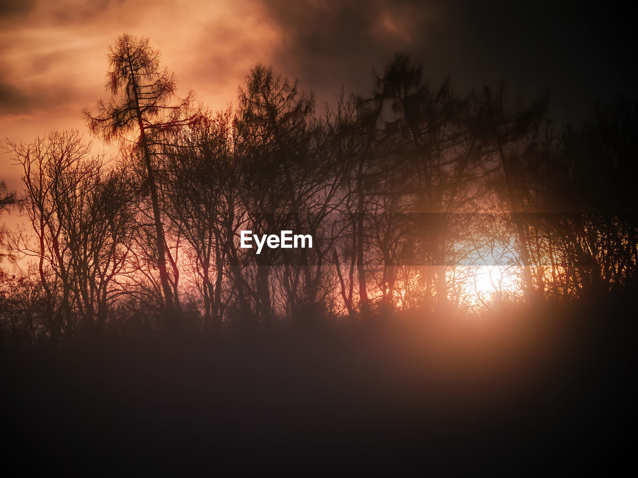The sun setting behind the forest trees