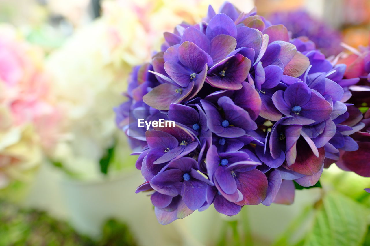 CLOSE-UP OF PURPLE FLOWER