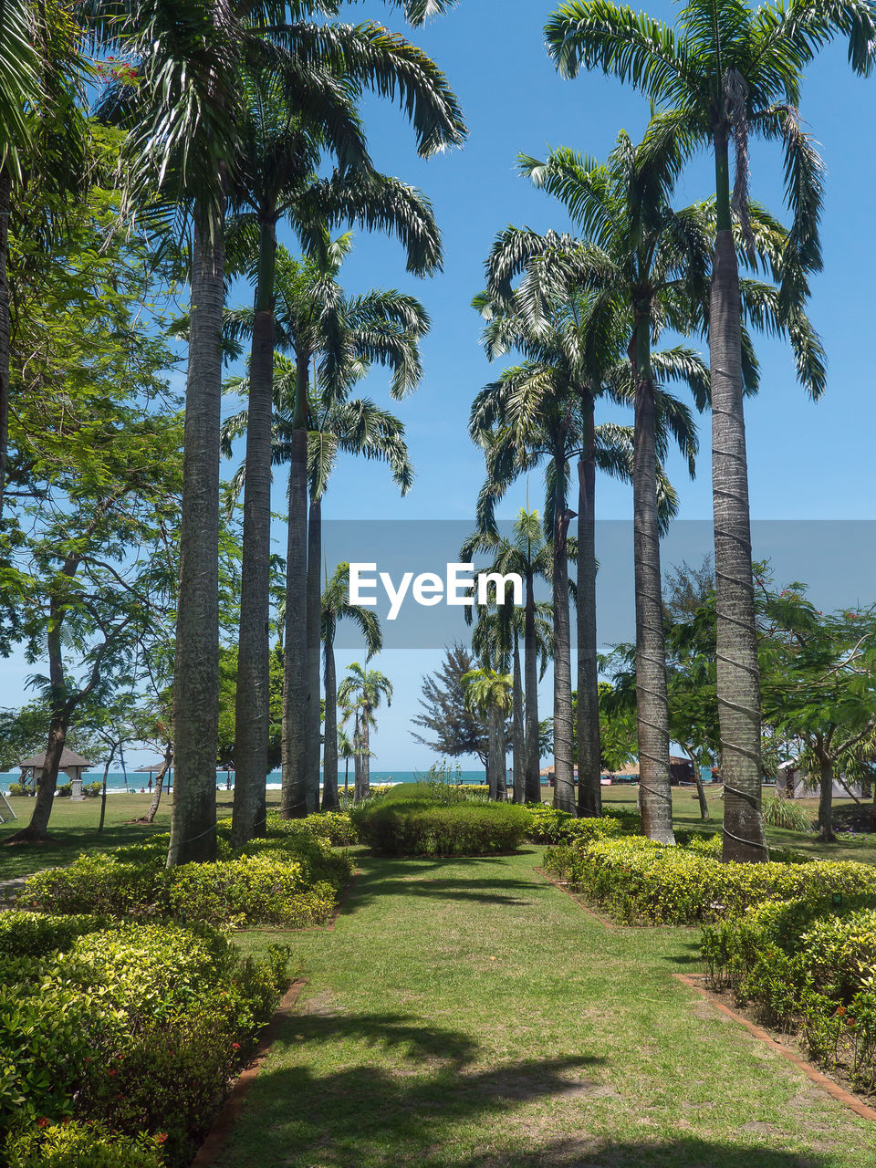 Scenic view of palm trees on field against sky