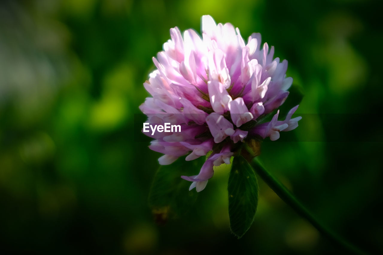 Close-up of pink flower