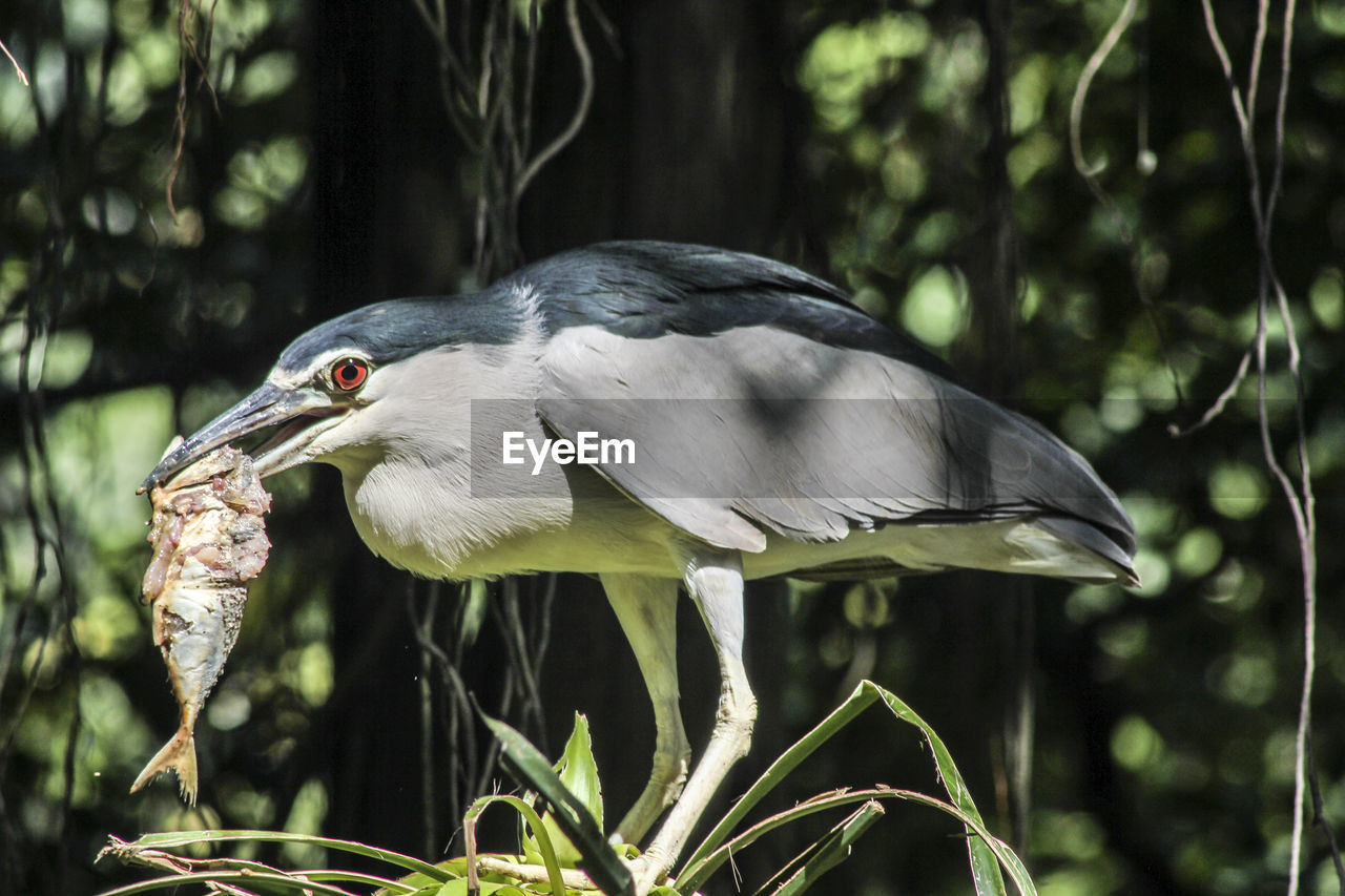 Close-up of bird on branch