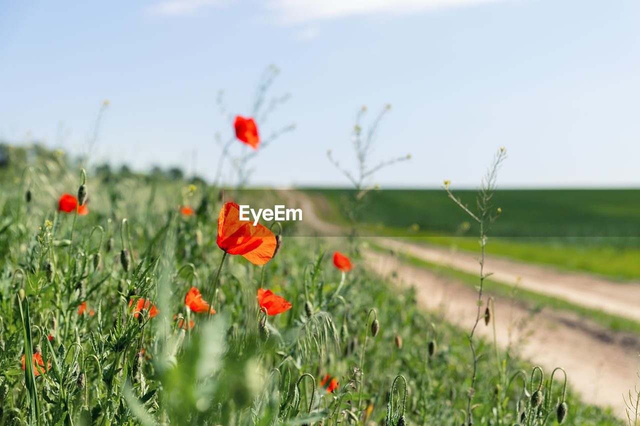close-up of red poppy flowers growing on field