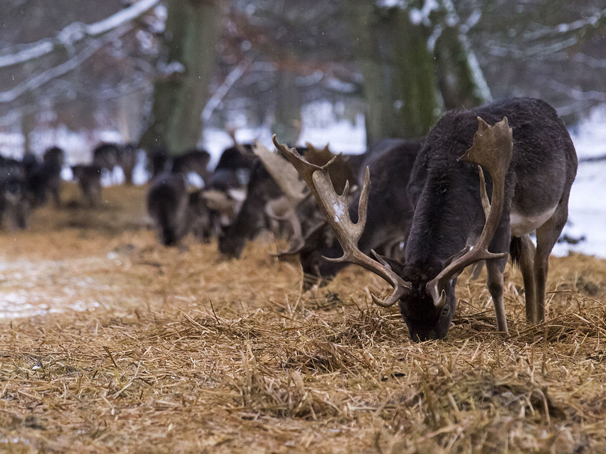 Antlers eating outdoors