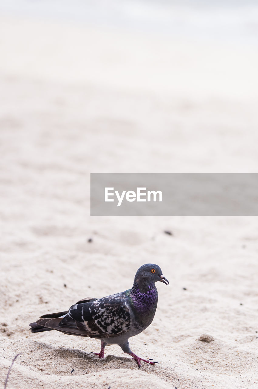 Close-up of pigeons on sand