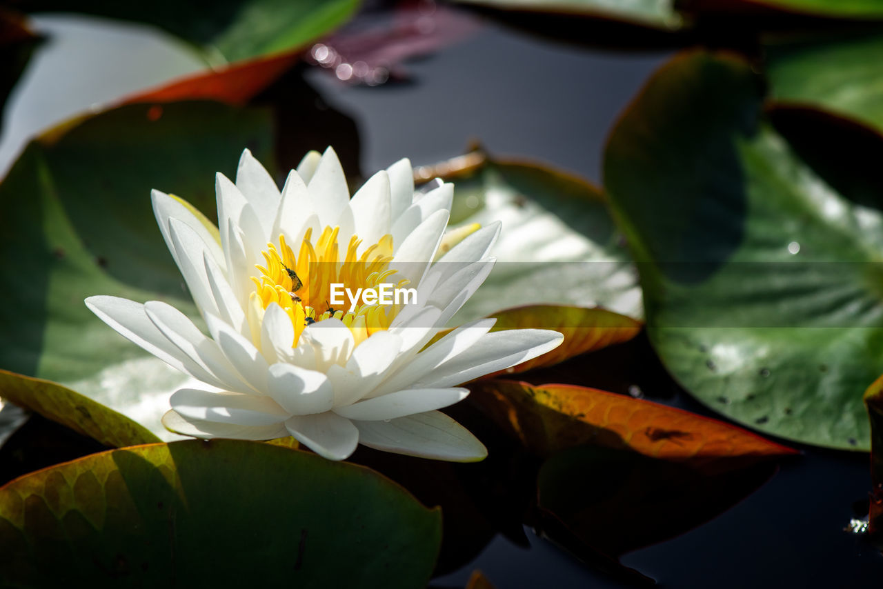 Close-up of lotus water lily in pond