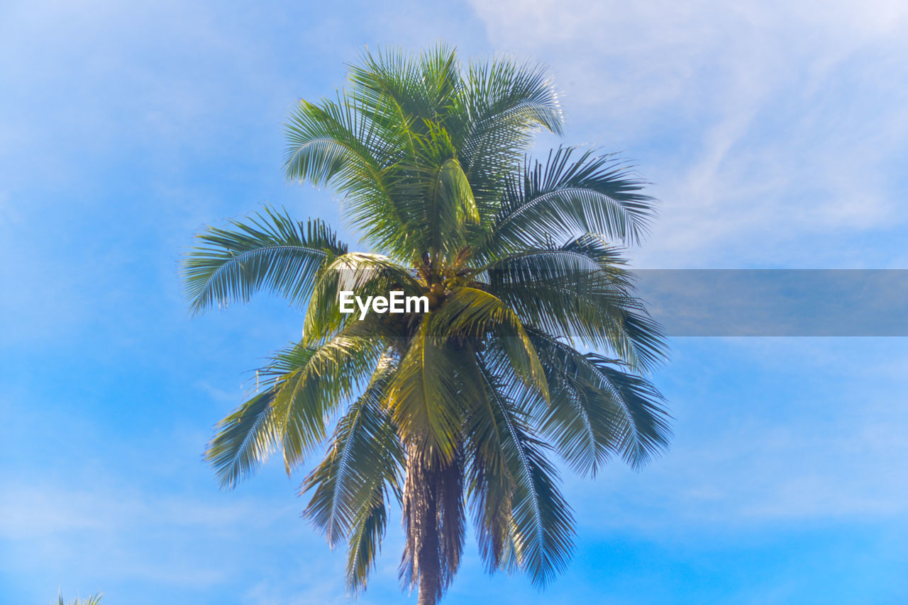 tropical climate, palm tree, tree, sky, plant, nature, leaf, blue, beauty in nature, cloud, tropical tree, no people, palm leaf, low angle view, tranquility, outdoors, coconut palm tree, growth, borassus flabellifer, day, branch, scenics - nature, environment, plant part, travel destinations, green, travel, idyllic, sunlight, land, sunny, vacation, trip, summer, holiday, tree trunk, flower, tranquil scene, island