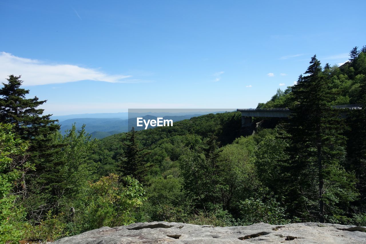 SCENIC VIEW OF TREES GROWING ON MOUNTAIN AGAINST SKY