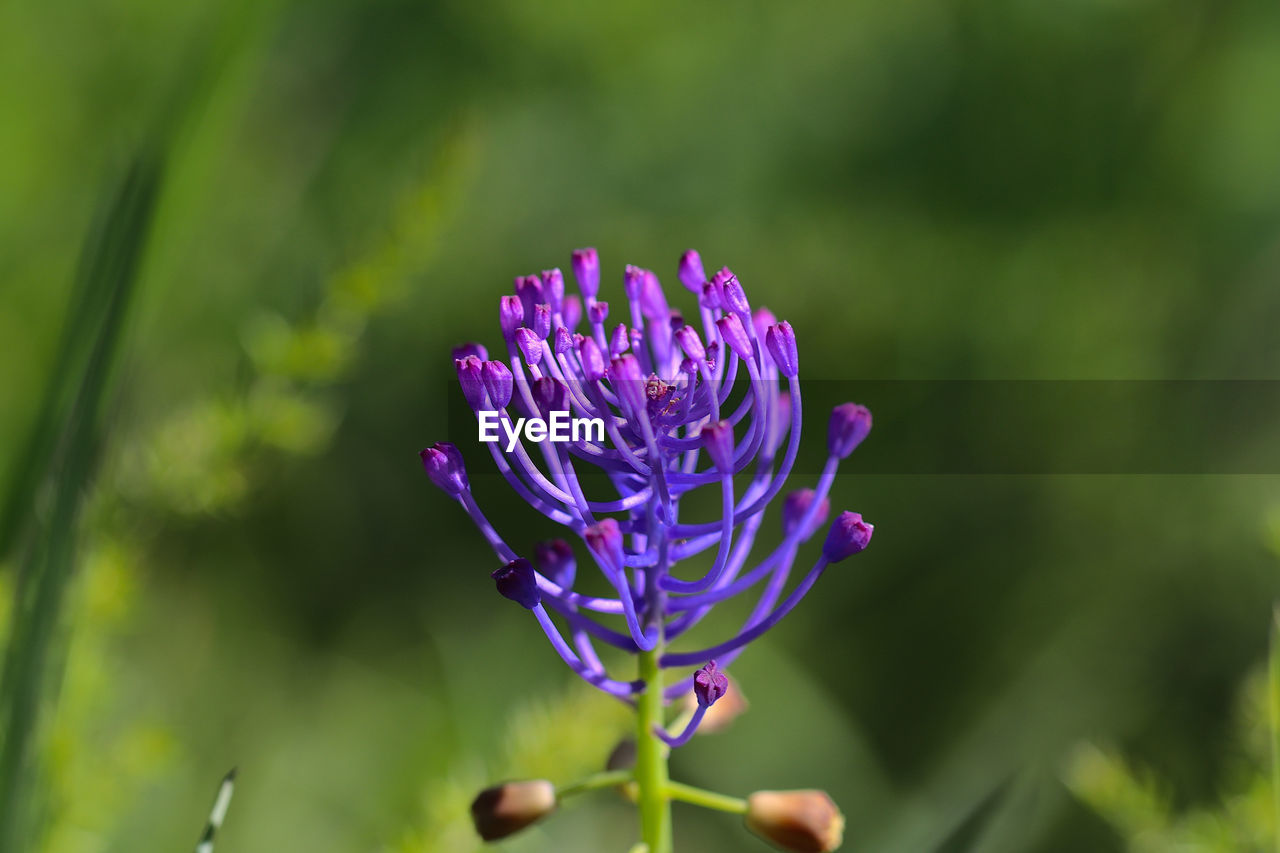 Close-up of purple flowering plant