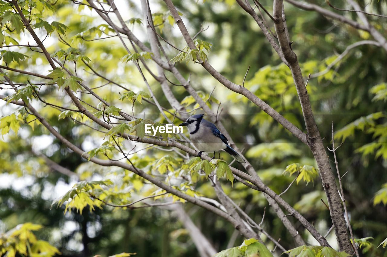 BIRD PERCHING ON TREE BRANCH