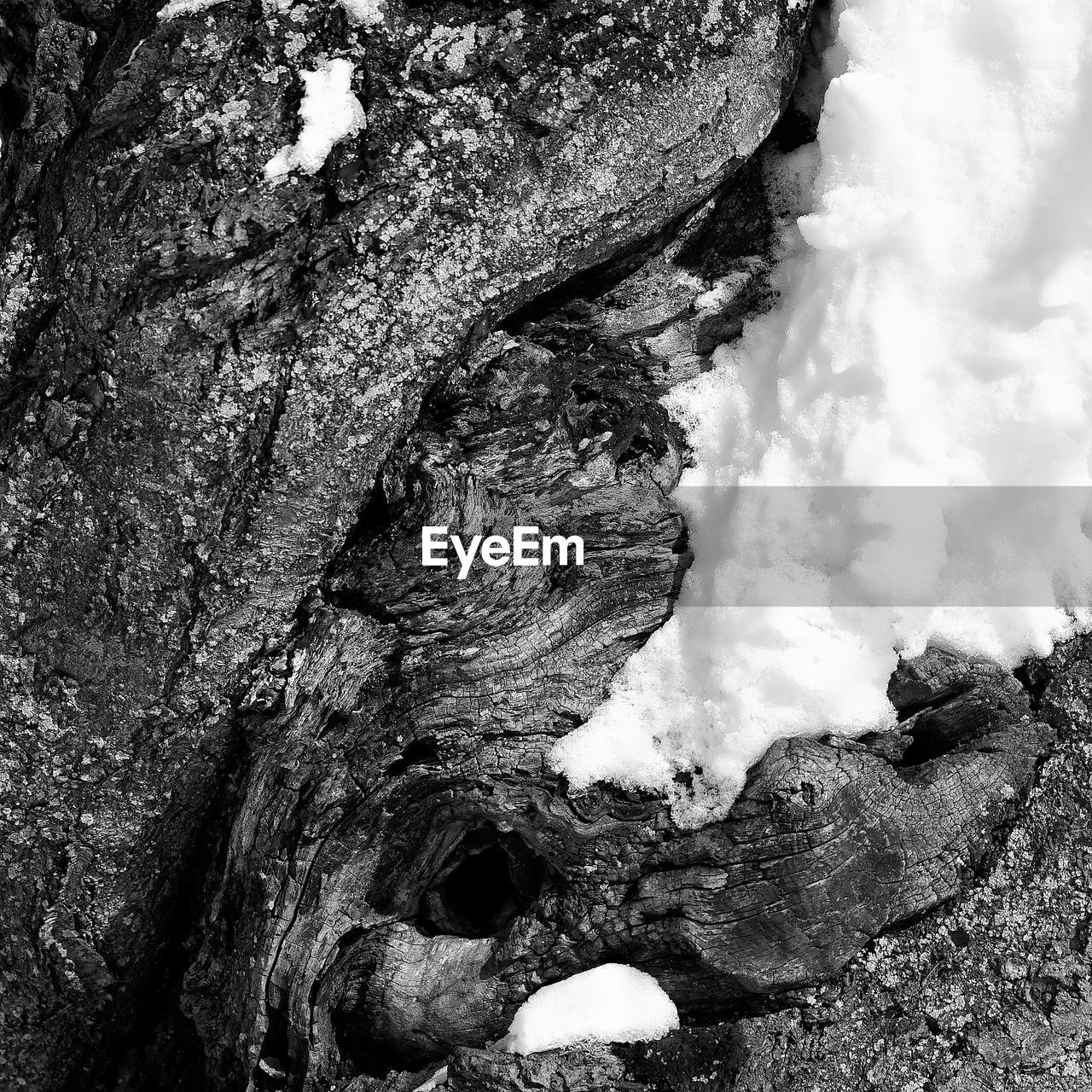 Macro shot of snow on tree trunk