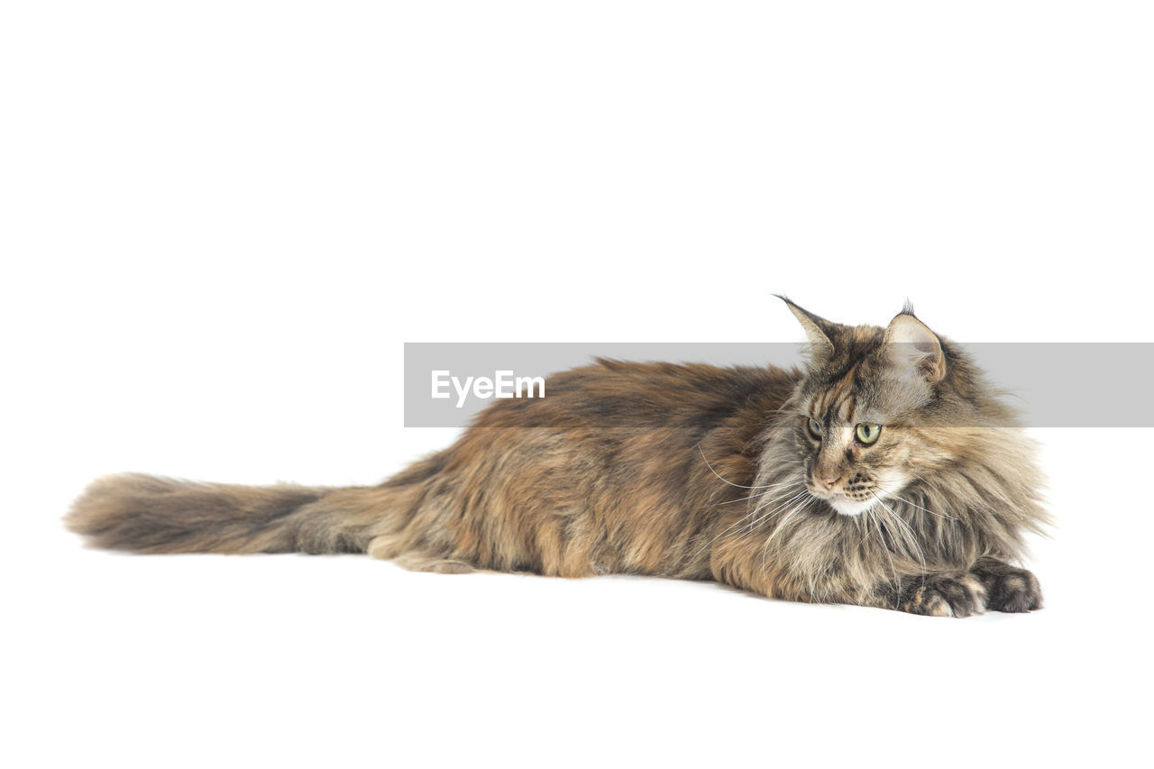 Maine coon cat relaxing against white background