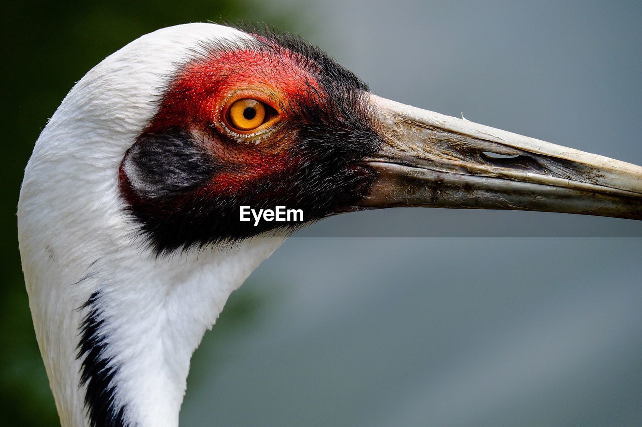 CLOSE-UP OF BIRD AGAINST RED BACKGROUND