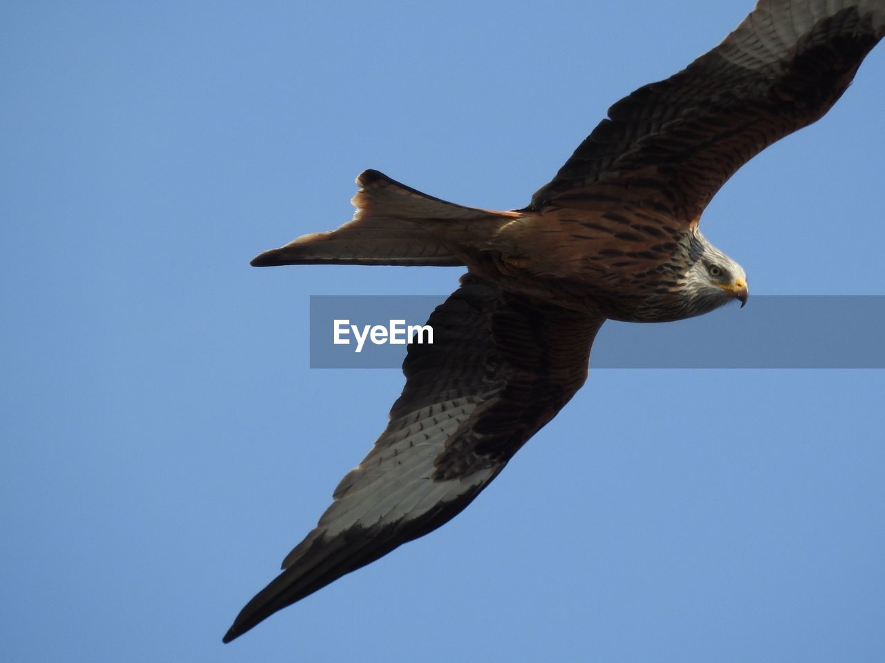 Low angle view of red kite flying against clear blue sky