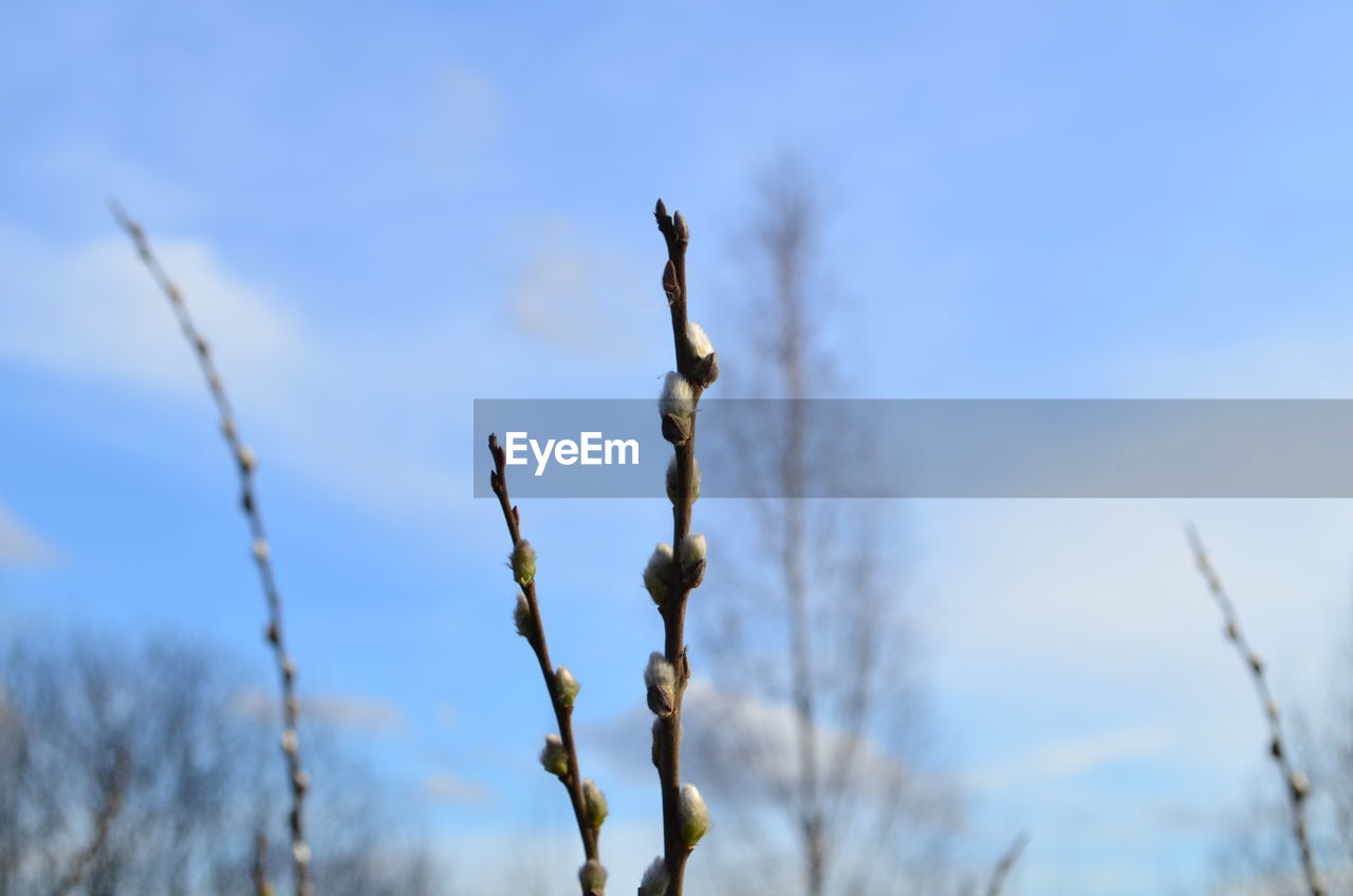 LOW ANGLE VIEW OF PLANT AGAINST SKY