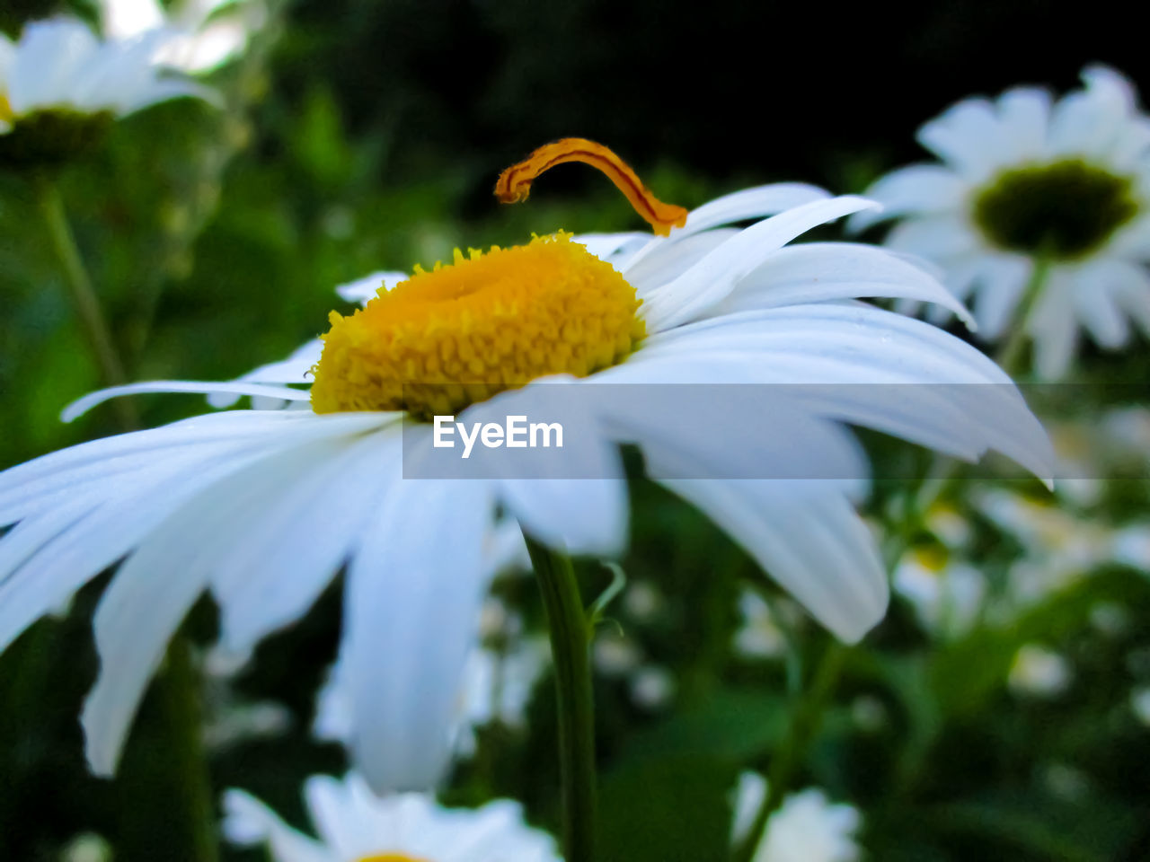 Close-up of white daisy flower