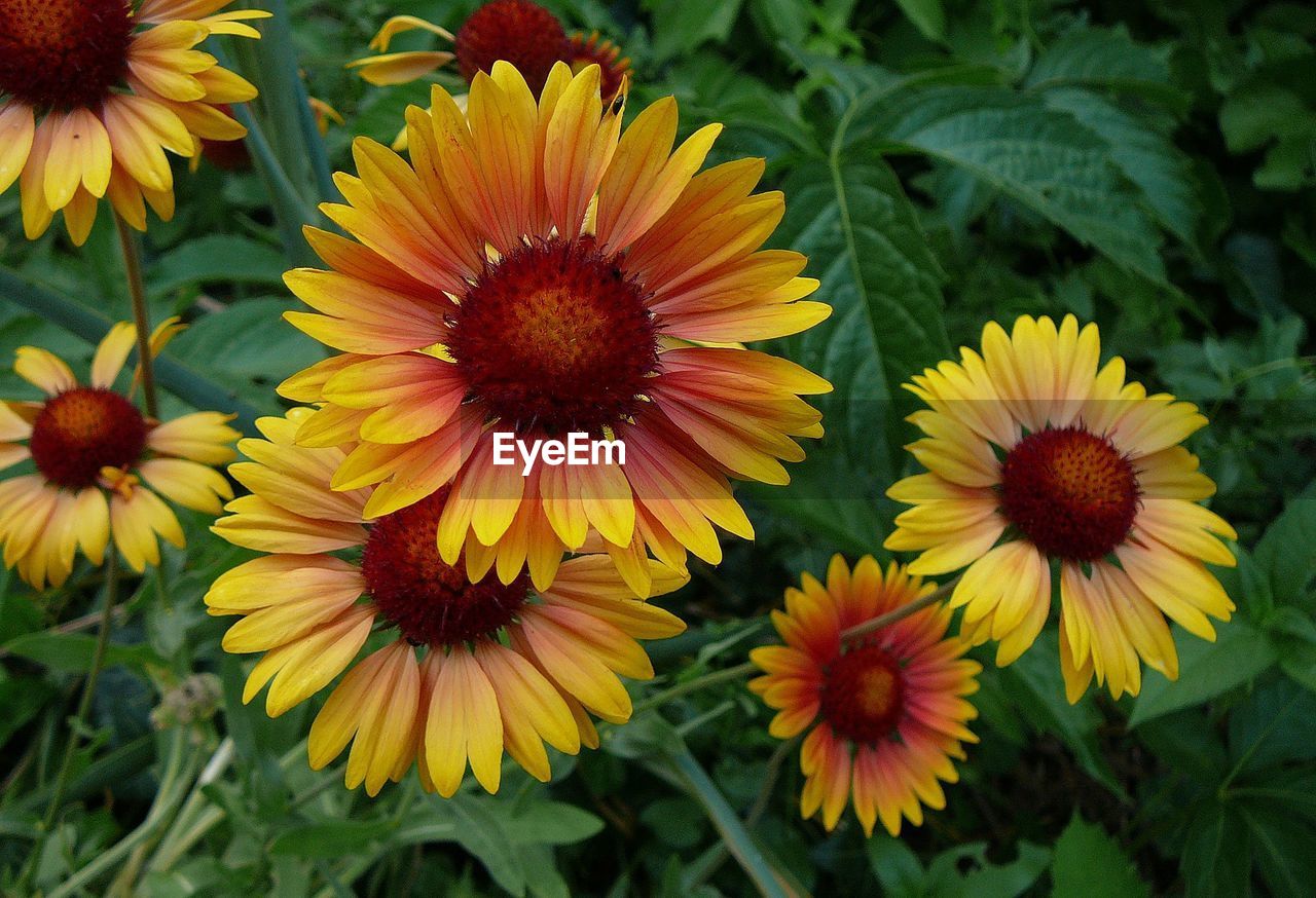 CLOSE-UP OF YELLOW FLOWERS AND PLANTS