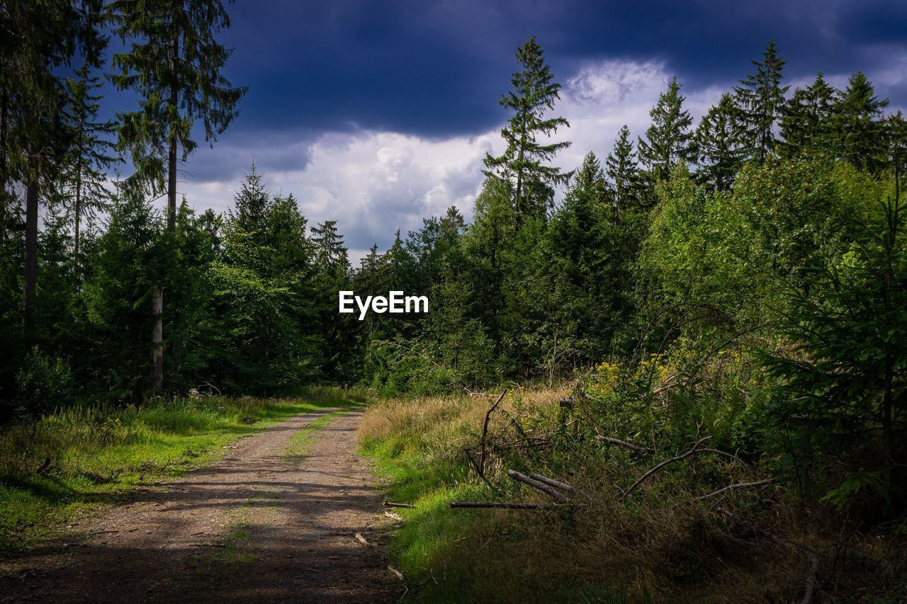 SCENIC VIEW OF FOREST AGAINST SKY