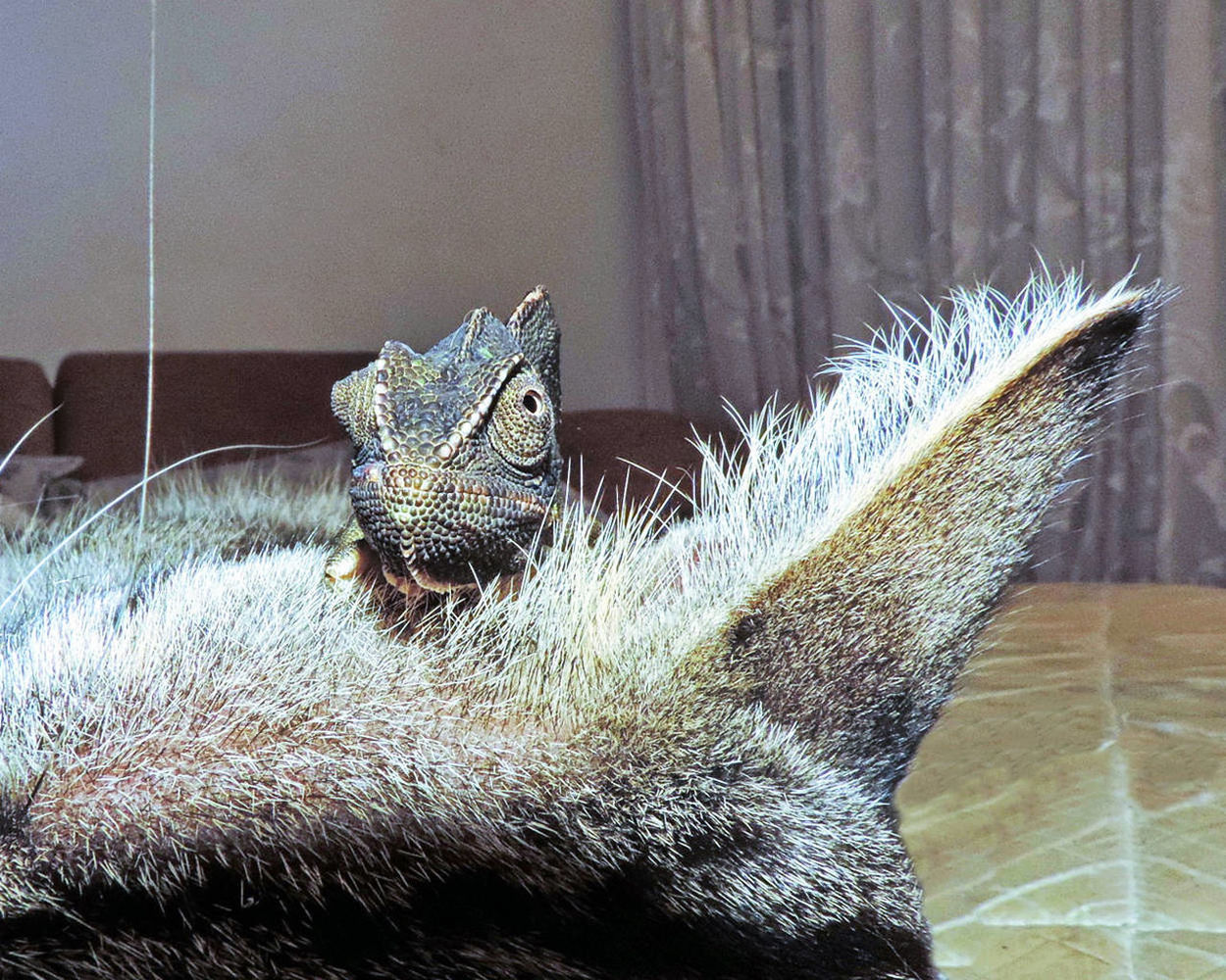 CLOSE-UP OF IGUANA