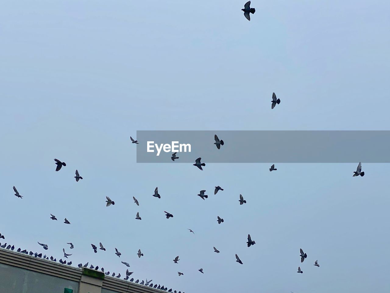 Low angle view of birds flying in the sky