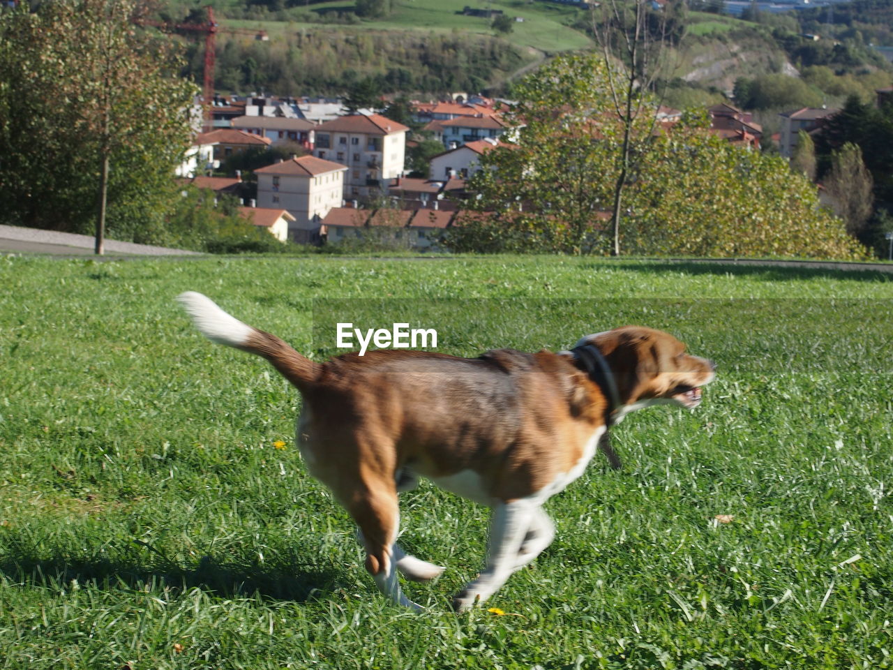 DOG ON GRASSY FIELD BY GRASS