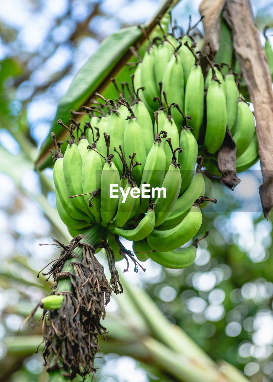 Low angle view of bananas growing on tree