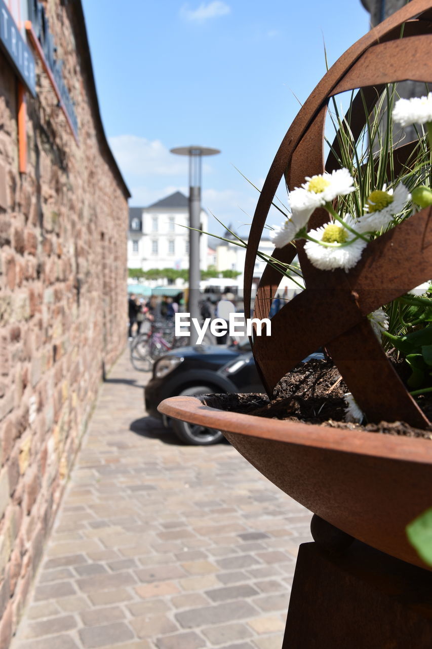 CLOSE-UP OF POTTED PLANT ON WALL