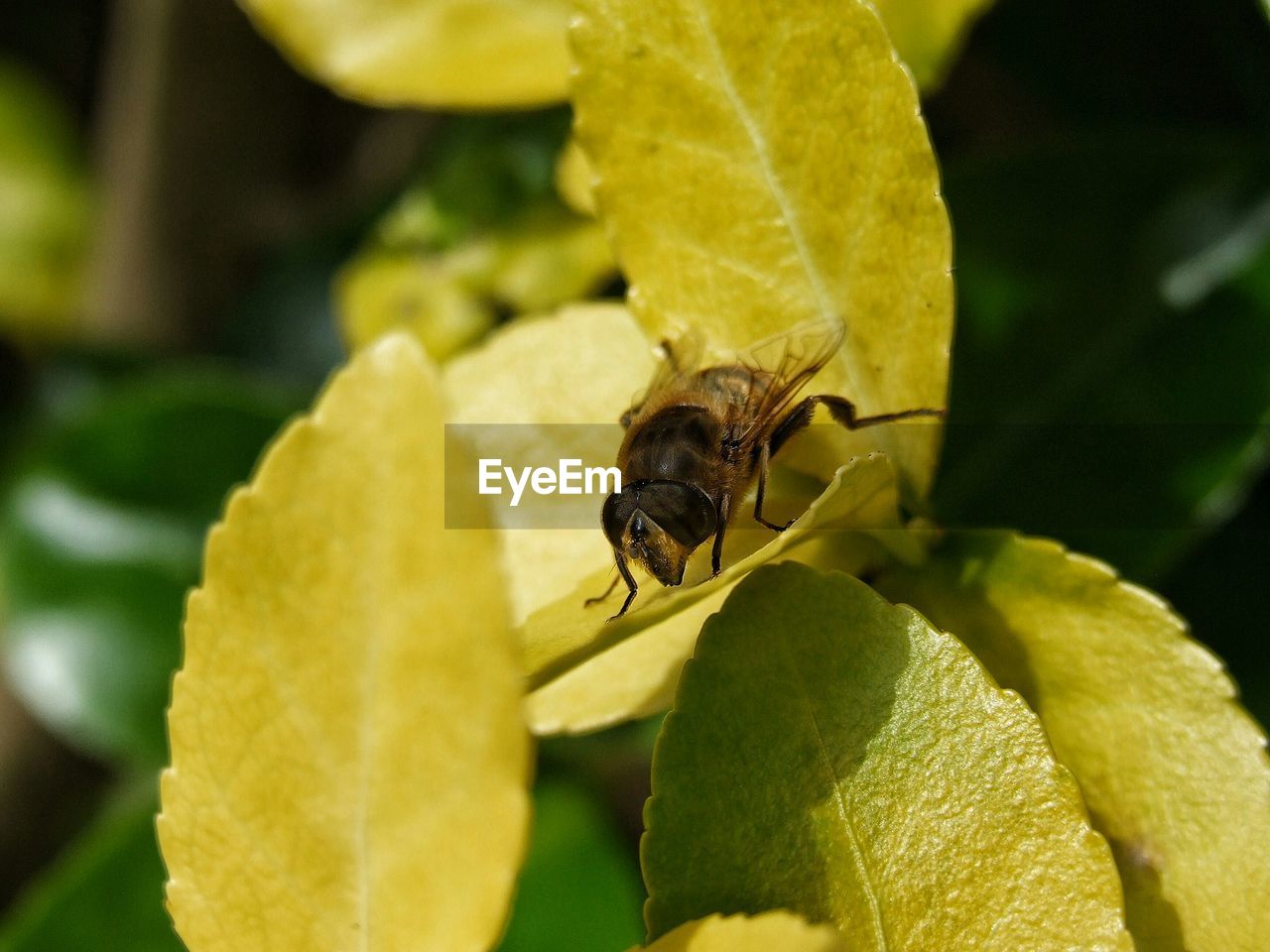 Close-up of housefly on leaf