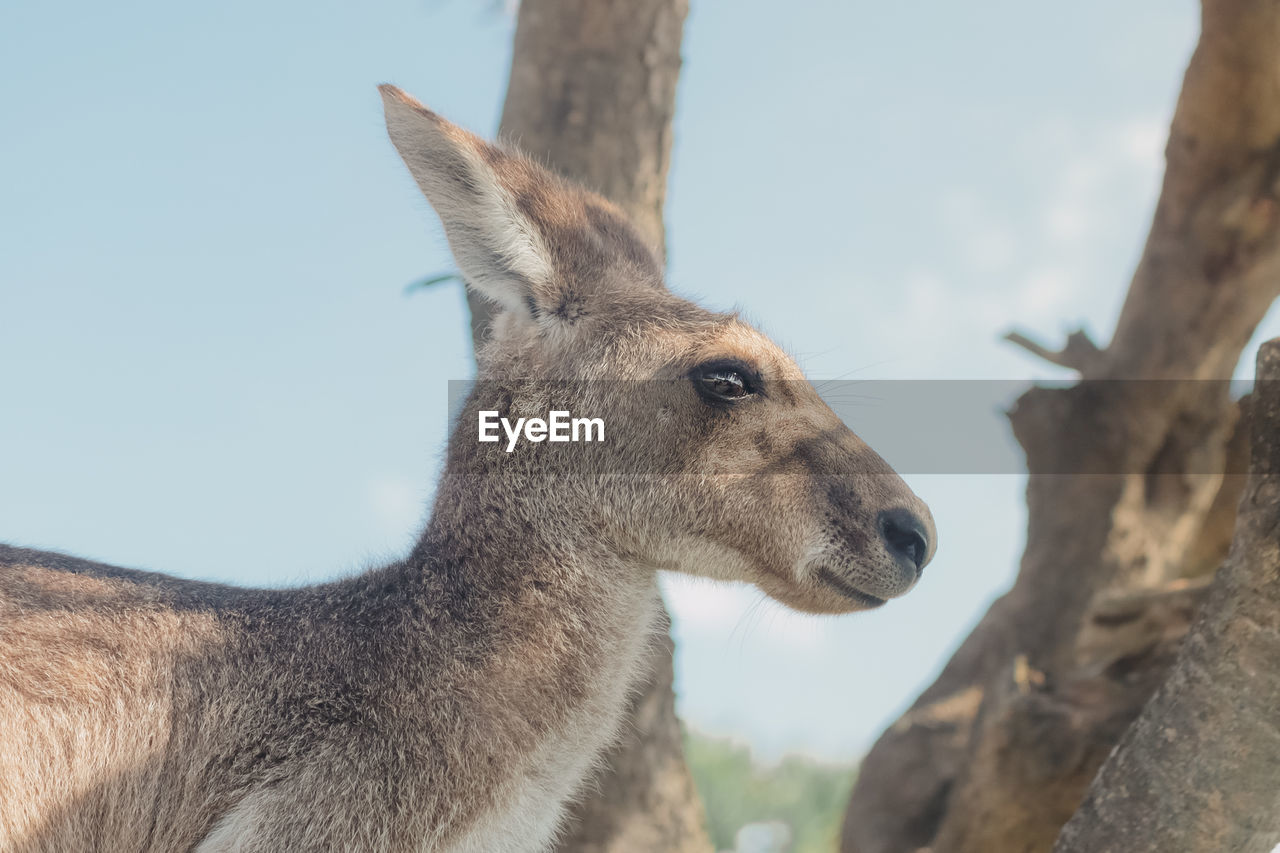 Close-up of an kangaroo