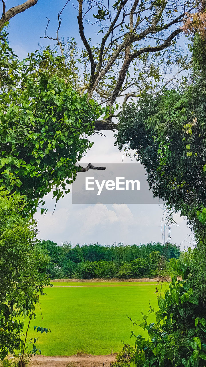 TREES GROWING ON FIELD AGAINST SKY