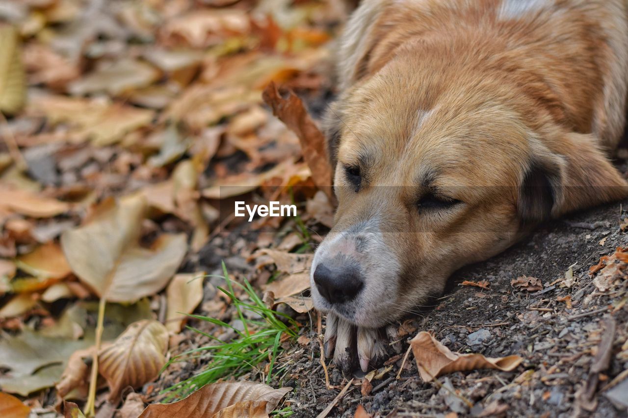 CLOSE-UP OF DOG ON DRY LEAVES