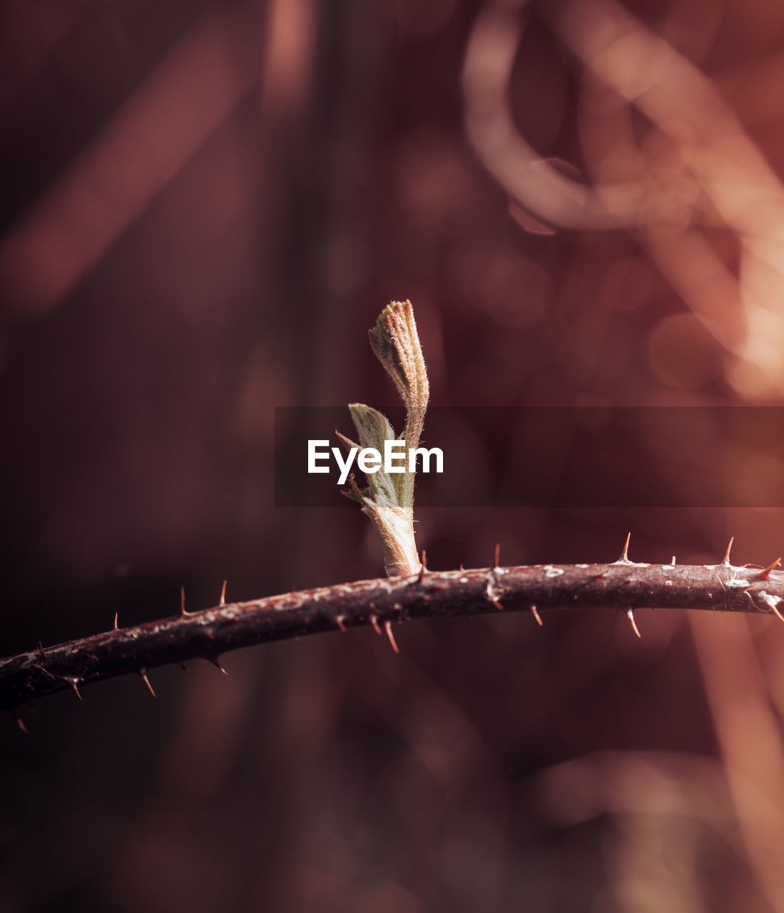 close-up of lizard on branch