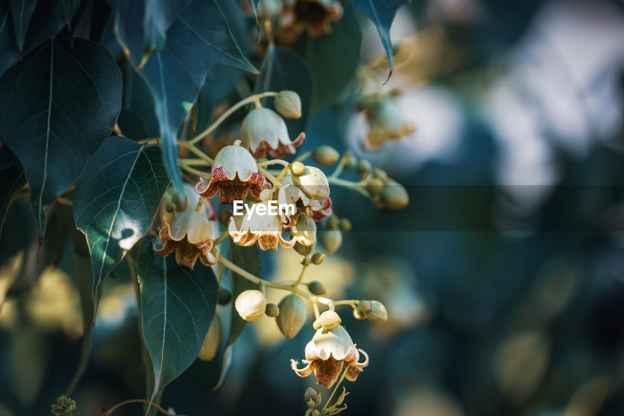 CLOSE-UP OF FLOWERING PLANTS