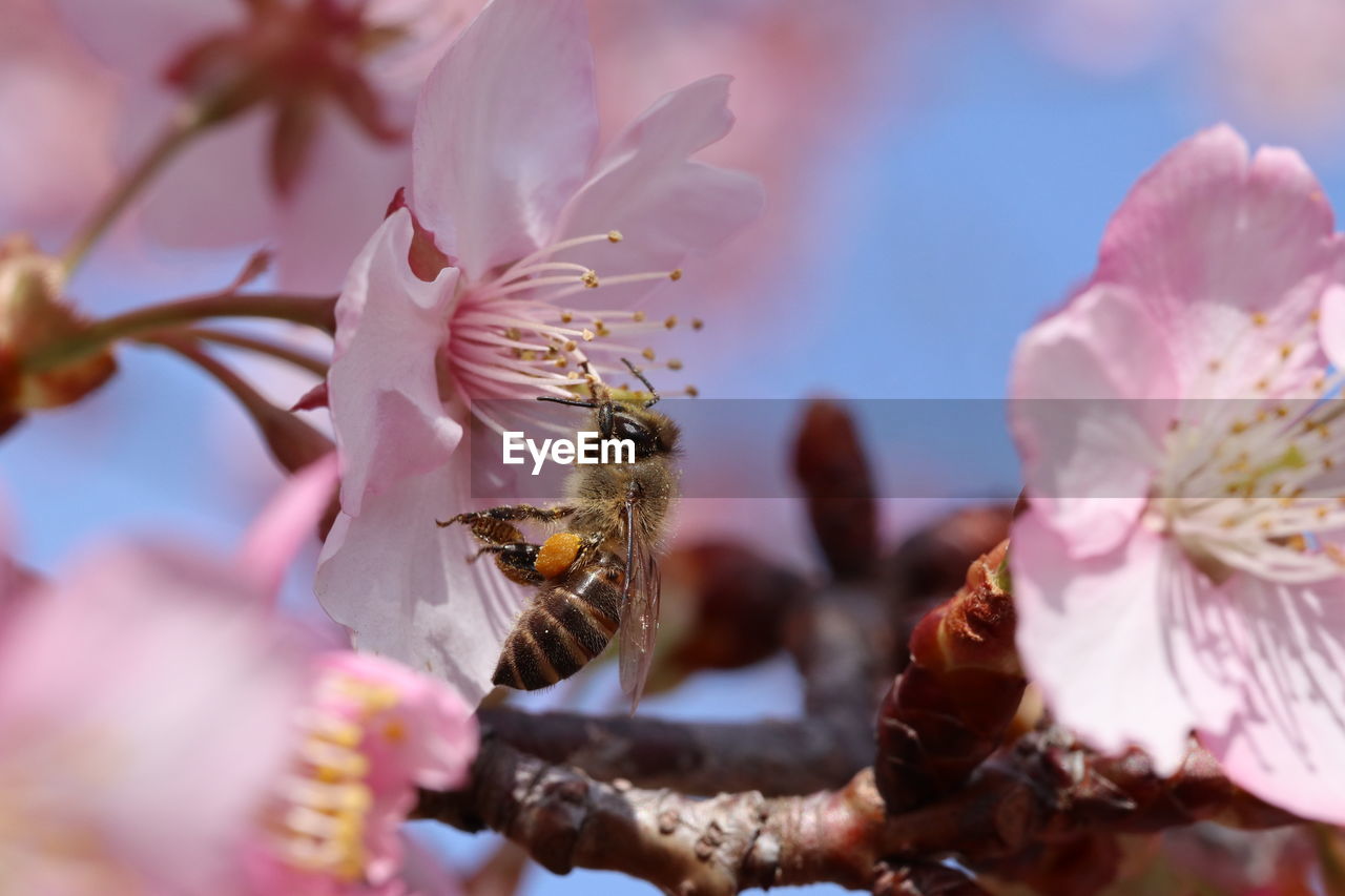 CLOSE-UP OF BEE ON PINK FLOWER