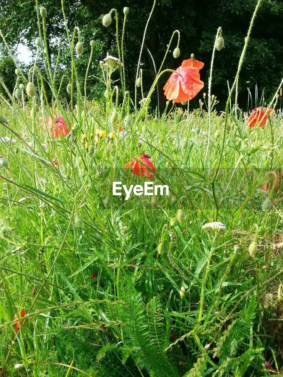 PLANTS GROWING ON FIELD