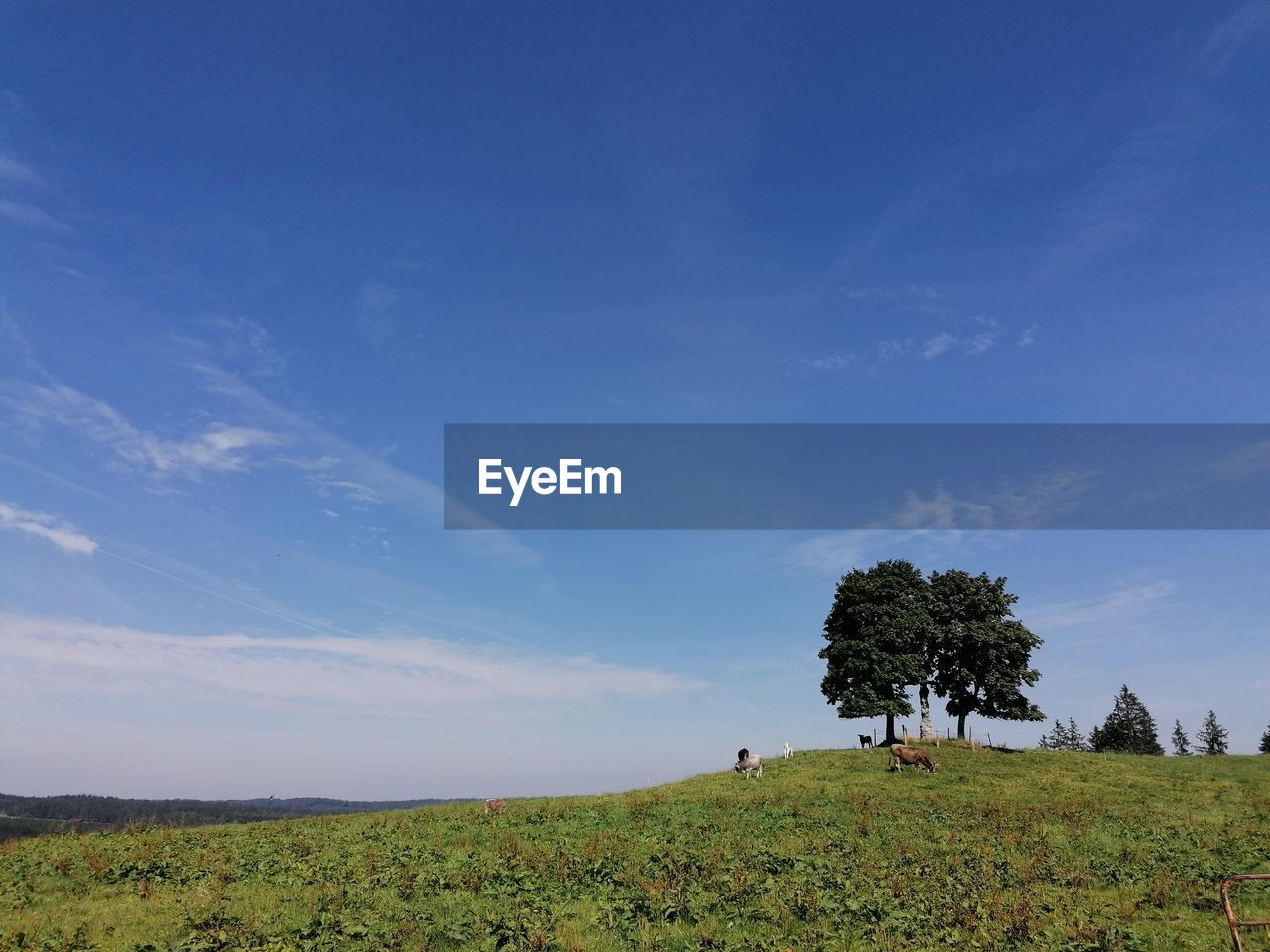 Trees on field against sky