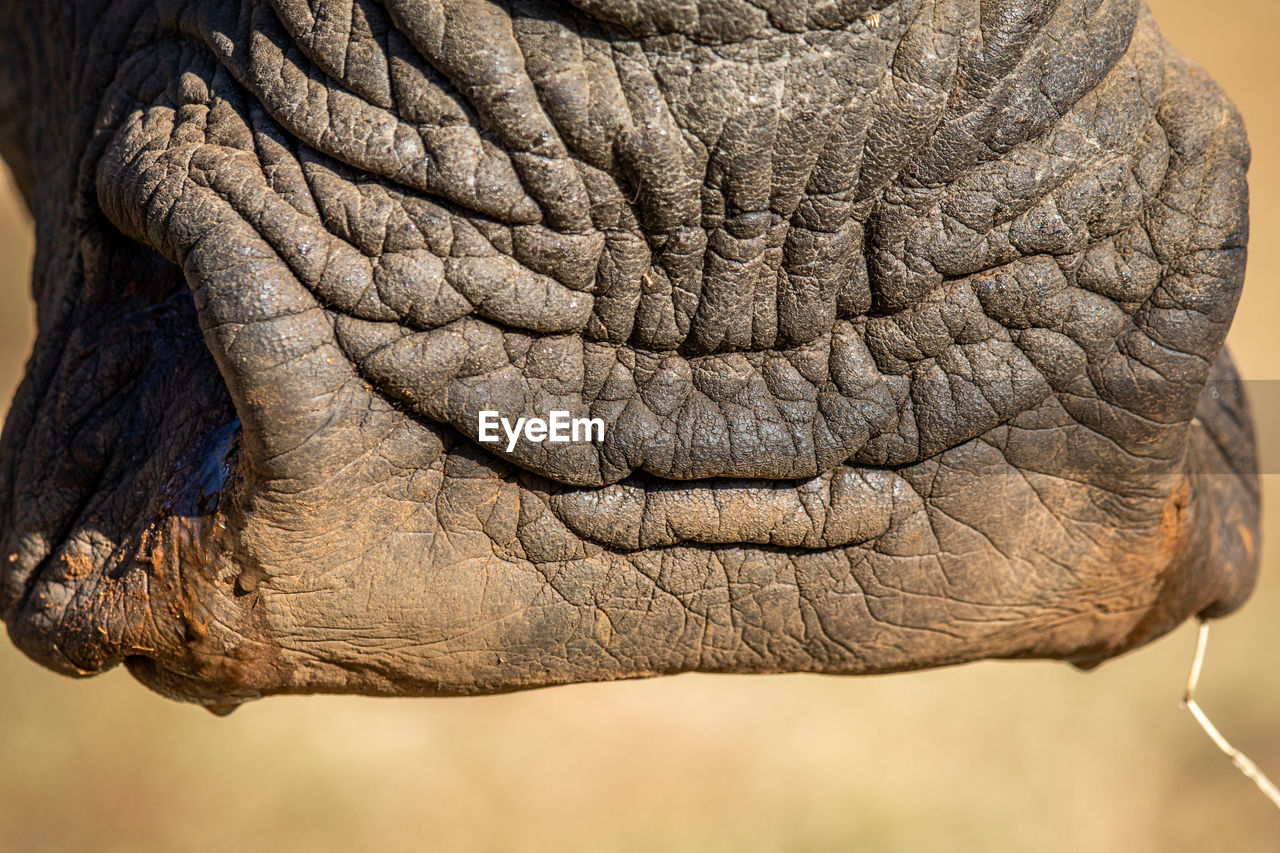 CLOSE-UP OF ELEPHANT IN THE ANIMAL