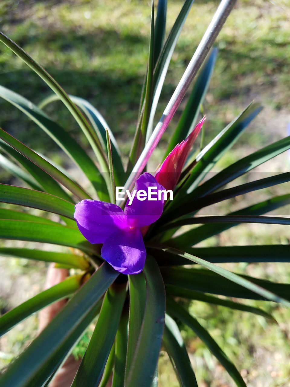 CLOSE-UP OF WET PURPLE FLOWER OUTDOORS