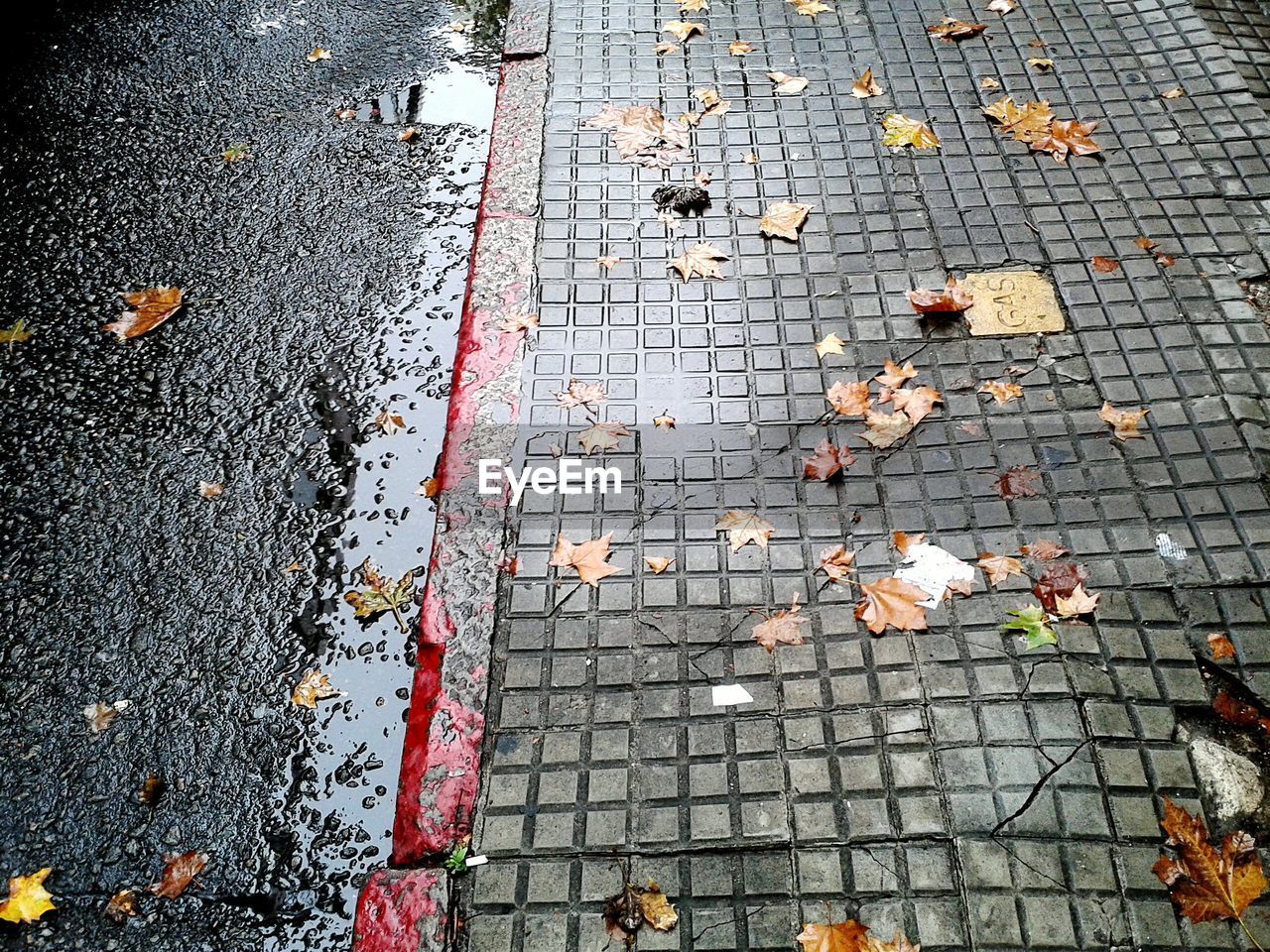 High angle view of wet sidewalk during autumn